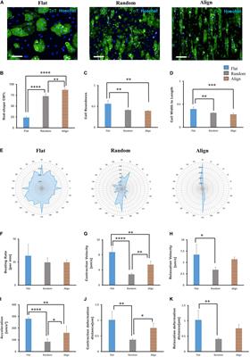 Scaffold-Mediated Developmental Effects on Human Induced Pluripotent Stem Cell-Derived Cardiomyocytes Are Preserved After External Support Removal